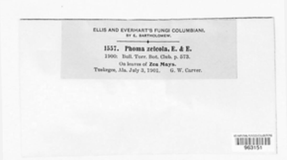 Phoma zeicola image